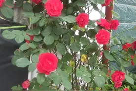家族故事(三)太奶奶图片