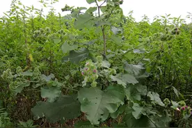 大量国产牛蒡出口日本，价格有时低到破防，日本为什么不自己种？图片