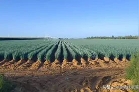 大葱种子多少钱一斤？大葱种子哪里有卖？图片