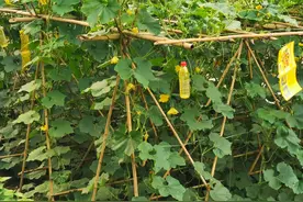 挂几个矿泉水瓶可让丝瓜丰收不喷农药，农场吃饭无苍蝇干扰，真好图片