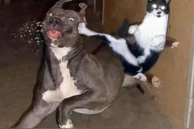 3000多万年的“世仇”，假如猫科与犬科发生战争，哪边会更强？图片