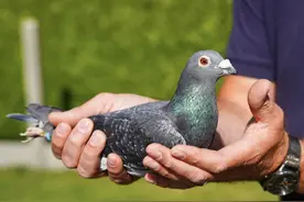 中国富商花1250万，买回一只外国的“完美”鸽子！难道用来炖汤？图片