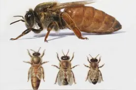 为何与蜂王交尾的雄蜂会很快死亡？只因蜂王用了一计，作用可不小图片