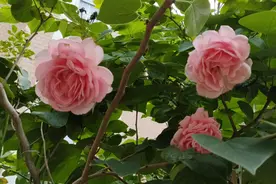 三角梅一定要“暴晒”吗？别搞错了，不然只长叶不开花，还会枯萎图片