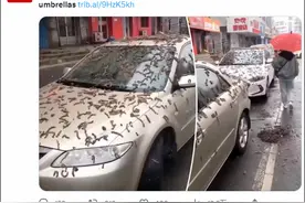 虫雨杨花：美称中国遭遇“虫雨”袭击，或为生物灾难，真相如何？图片