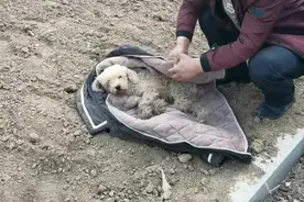 广州小伙从公园河中救起流浪狗，流浪狗报恩，以身相许跟小伙回家图片