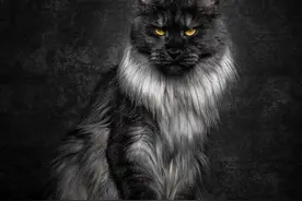 凶残的十大野猫，薮猫敢于挑衅雄狮猎豹，三斤的黑足猫称杀戮机器图片