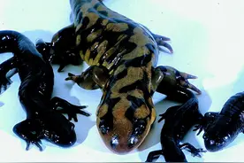 科学家都懵了！全员雌性、无生殖隔离，靠偷别人精子繁衍后代图片