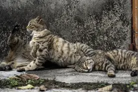 为何城市中流浪狗越来越少，流浪猫越来越多？真相有五个！图片