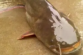 大口鲶与小口鲶(土鲶)及其区别图片