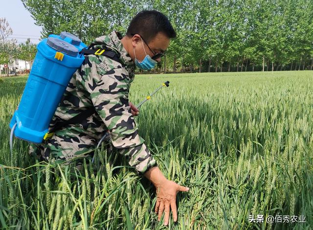 红糖能替代化肥？这种风靡网络的谣言，为啥能大行其道