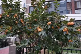 院中种上5种树，寓意美好招财又镇宅，养几十年长成传家宝图片