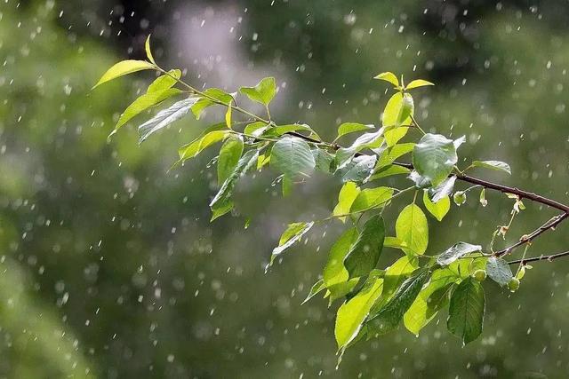 明日是农历八月初一,晴天好还是雨天好?其实农谚早就给出答案