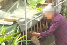 住户在天台养鸡，味道熏人还扰民，邻居很苦恼！业主表示：立即整改图片