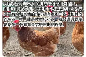鸡群中出现了霸凌行为，哲思养鸡图片