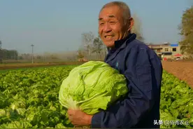 农用抗生素杀菌剂，对细菌和真菌病害均有效，春雷霉素你会用吗图片