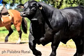 同样是养牛，为啥外国牛又大又便宜，带你看美国牛怎么打激素图片