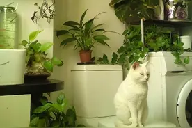 5种“吸臭花”，卫生间一放，臭气吸光光，空气都变得好闻了图片