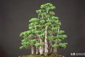 初学盆景，要分清枝条类型，了解这些，枝条剪与留心中有数！图片