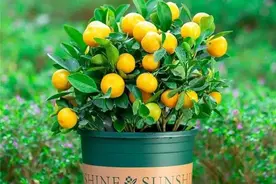 仅此一篇，全面解读，如何让金橘多开花结好果图片