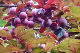 马路边上的“红果子”，让人垂涎三尺，好多人都去摘着吃，能吃吗图片