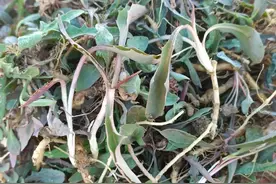 春季挖野菜？别随便吃，小心中毒！图片