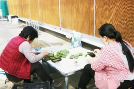 大妈生态鱼缸栽草1天挣100，雨林造景师一个缸卖30万，创业不简单图片