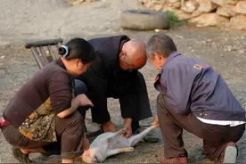 乡土散文：劁猪匠图片