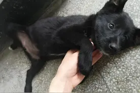 小土狗收养记图片