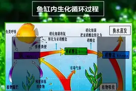 硝化细菌到底是什么？说说硝化细菌的那些事。新手了解下吧图片