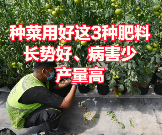 种菜用好这3种肥料，长势好、病害少、产量高，经验老农分享