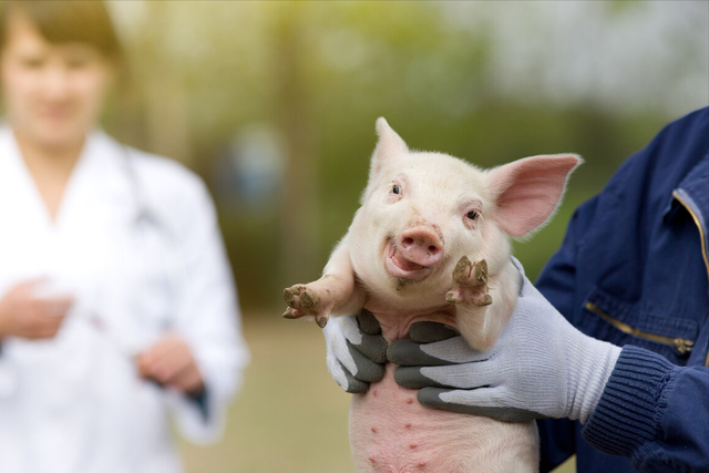 猪饲料中钙磷比例多少合适？猪饲料中添加什么长得快？本文告诉你