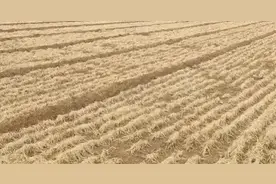 焚烧秸秆才是最科学的农业技术图片