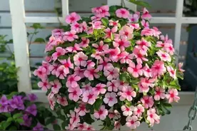 一年四季该种什么花？超齐全的播种时间表，一篇讲清楚图片