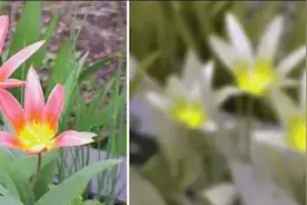 狗狗眼中的世界是什么样子？图片