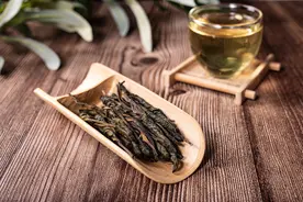 苦丁茶是什么植物的叶子做的？图片