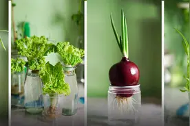 水培蔬菜第46天，“窗台森林”给足了安全感图片