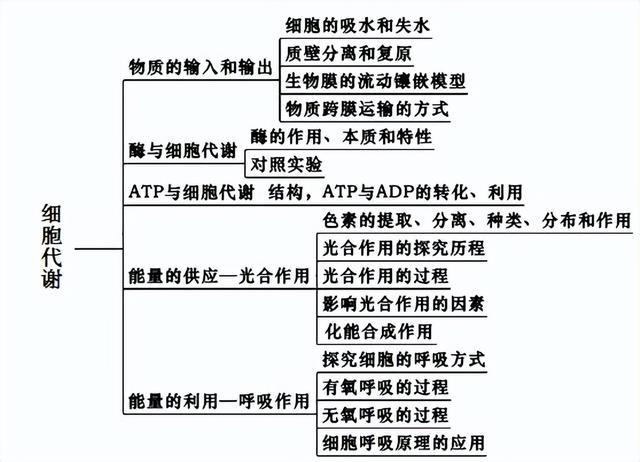 高中生物-细胞代谢