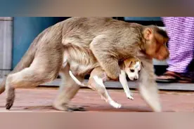 印度猴子抱摔250只小狗崽，引发猴狗大战，动物也有复仇意识？图片