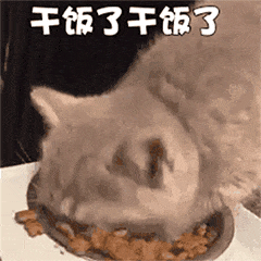猫喜欢吃什么（这6种食物）