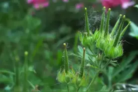 老鹳草图片