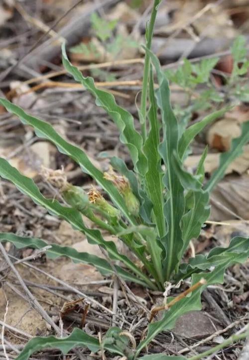 楦﹁懕灞炴鐗╃殑鐗圭偣鍙婄敤閫? onerror=