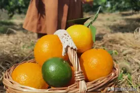 周末去哪儿 | 今年流行摘橘子！亲测4处网红采摘园，实际更推荐这些地方图片