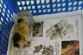 成长记：一只鸭子带来的烦恼和趣事图片