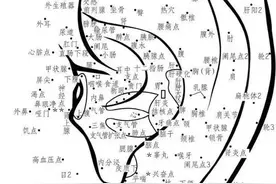 小小的耳朵是座大药库！肝、心、脾、肺、肾都能调理图片
