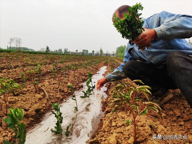 红糖能替代化肥？这种风靡网络的谣言，为啥能大行其道