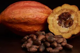 你知道为什么黑巧克力那么苦？图片