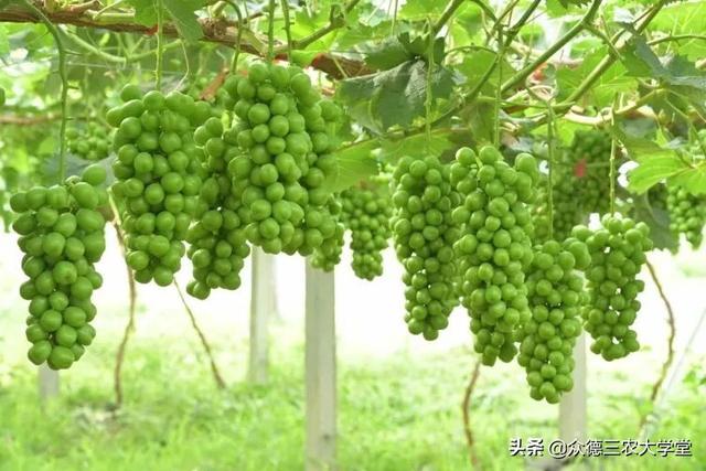 鍖楁柟閬块洦妫氶槼鍏夌帿鐟拌悓鑺借嚦鑺卞簭鍒嗙鏈熺鐞嗘妧鏈紙涓嬶級