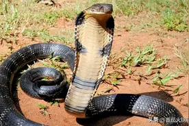 2米长的眼镜王蛇跑到湖北武汉寺庙内，为什么湖北会有眼镜王蛇？图片