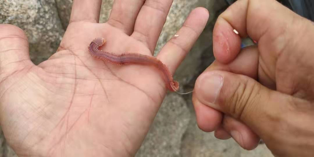 海钓上饵技巧,这样挂沙蚕,轻松牢固